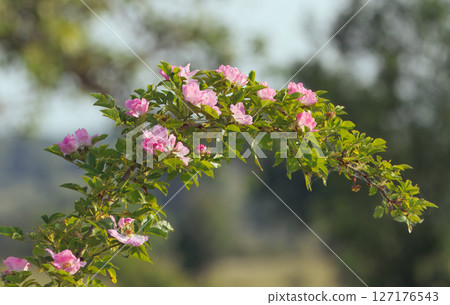 Beautiful Pink Flowers of Rosa Micrantha Blooming on a Green Arching Branch in Nature 127176543