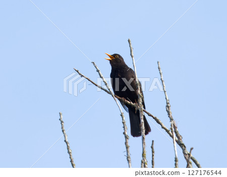 Blackbird Singing Perched on Leafless Branch Against Clear Blue Sky Blackbird Singing Perched on Leafless Branch Against Clear Blue Sky 127176544