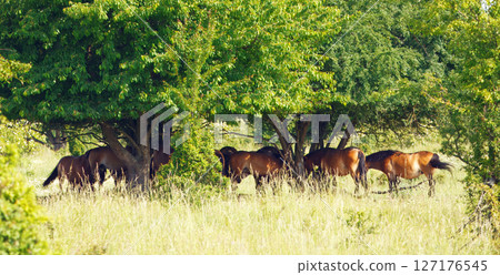 Horses Grazing in a Sunny Meadow Under Lush Green Trees Horses Grazing in a Sunny Meadow Under Lush Green Trees 127176545