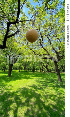 Springtime Paper Lantern Hanging Green Trees Sunny Day Lush Grass Outdoor Scene sky park calm light 127176563
