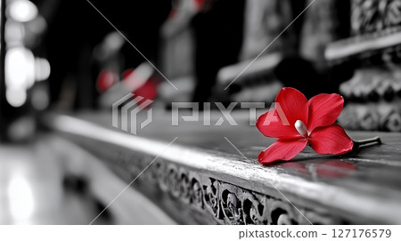 Single Red Flower on Black and White Wooden Surface life petal bloom plant image still macro color 127176579