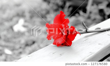 Single Red Flower on Wooden Surface Black White Background life bloom petal plant image macro color 127176580