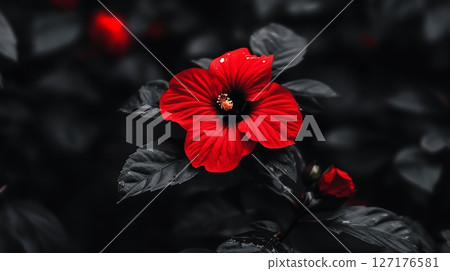 Stunning Red Hibiscus Flower Dark Leaves Background Botanical Photography Nature Image Shot Life 127176581