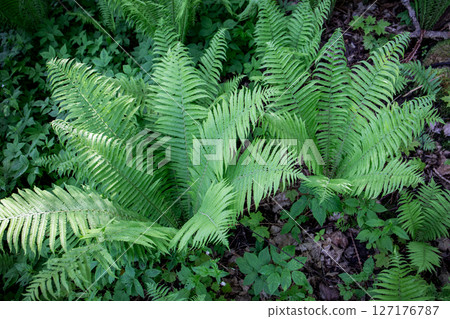 Bright Green Fern Leaves in Lush Forest Undergrowth with Dense Vegetation and Natural Light Bright Green Fern Leaves in Lush Forest Undergrowth with Dense Vegetation and Natural Light 127176787