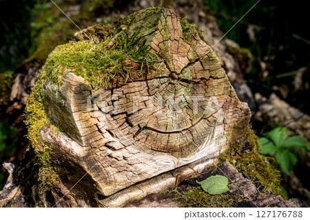 Weathered Tree Stump with Moss in Forest Showing Age Rings and Cracks. Weathered Tree Stump with Moss in Forest Showing Age Rings and Cracks. 127176788