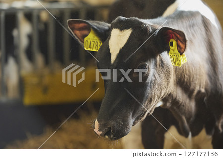 Cute calf on a farm in Denmark close-up 127177136