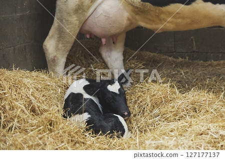 Cute newborn calf on a farm in Denmark close-up Cute newborn calf on a farm in Denmark close-up 127177137