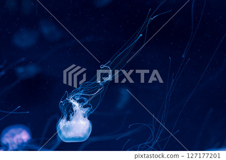 underwater photography jellyfish Chrysaora lactea, Milk Sea Nettle 127177201