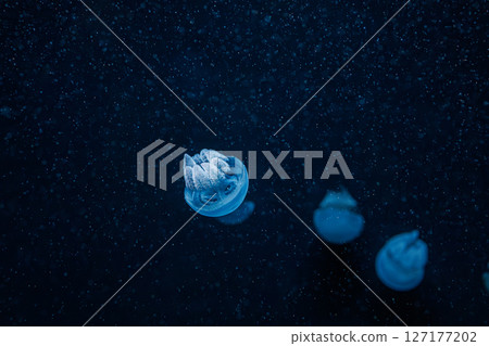 underwater photography jellyfish Blue Blubber Jelly, Catostylus mosaicus 127177202