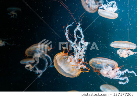 underwater photography jellyfish Chrysaora fuscescens, Pacific sea nettle, West Coast sea nettle 127177203