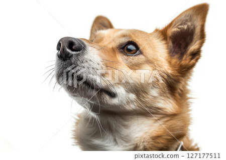 Canaan Dog 127177511