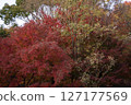 Autumn leaves coloring in autumn 127177569