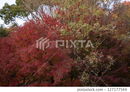 Autumn leaves coloring in autumn 127177569