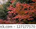 Autumn leaves coloring in autumn 127177570
