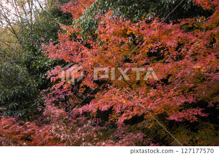 Autumn leaves coloring in autumn 127177570