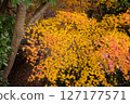 Autumn leaves: Colorful maples 127177571