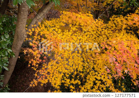 Autumn leaves: Colorful maples 127177571