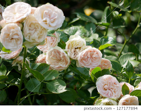 Peony roses blooming in garden. Floribunda English tea hybrid rose light pink flowers close up 127177894