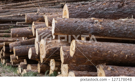 Wooden Logs with Forest on Background. Wood as a source renewable energy. Lumber industry. Wooden Logs with Forest on Background. Wood as a source renewable energy. Lumber industry. 127178048