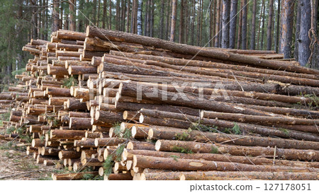 Wooden Logs with Forest on Background. Wood as a source renewable energy. Lumber industry. 127178051