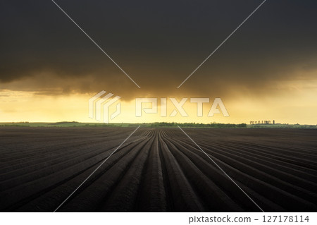 Agricultural field with even rows for growing potatoes Agricultural field with even rows for growing potatoes 127178114