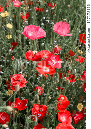Beautiful blooming poppies on summer meadow close up 127178116