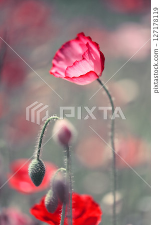 Blooming red poppy on poppies field close up 127178119