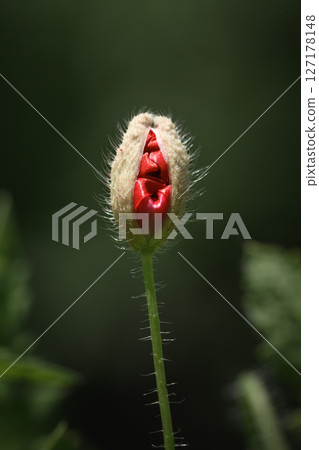 Unopened young green poppy bud with red flower petals inside 127178148
