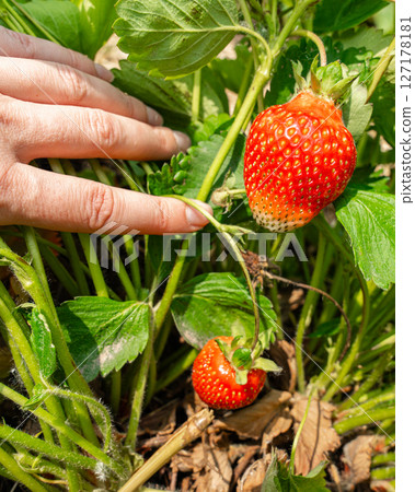 Close-up of a hand gently touching ripe strawberries growing on a plant. The fresh red berries are surrounded by vibrant green leaves. Captures the essence of gardening and harvest. 127178181