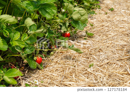 Strawberries grow in a mulched garden bed surrounded by lush green leaves. The vibrant red fruits contrast with the golden straw, showcasing healthy growth in an outdoor setting. Strawberries grow in a mulched garden bed surrounded by lush green leaves. The vibrant red fruits contrast with the golden straw, showcasing healthy growth in an outdoor setting. 127178184