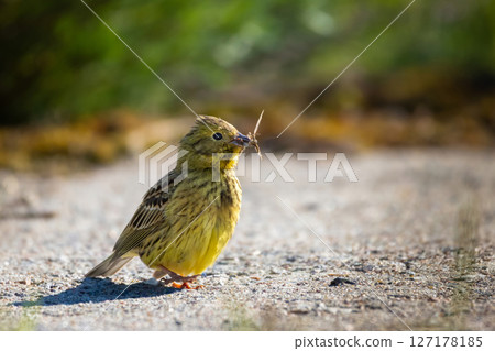 The yellowhammer bird (Emberiza citrinella) on road 127178185