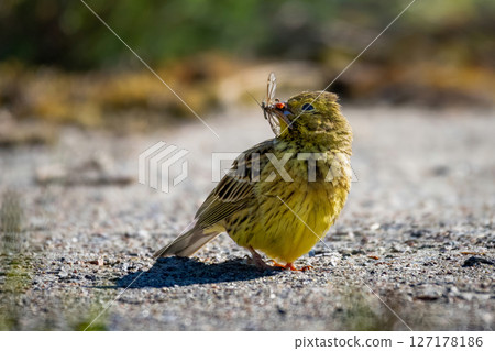 The yellowhammer bird (Emberiza citrinella) on road 127178186