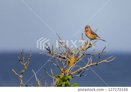 Common linnet linaria cannabina perched on top 127178188