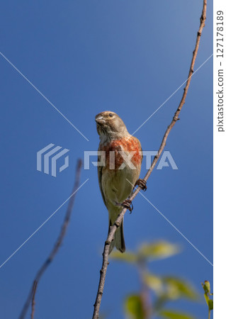 Common linnet linaria cannabina perched on top Common linnet linaria cannabina perched on top 127178189