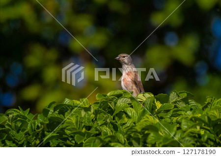 Common linnet linaria cannabina perched on top 127178190