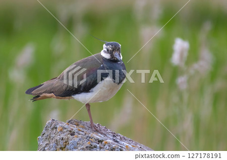 Lapwing - Vanellus vanellus close up in detail 127178191