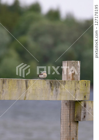 Cute common bird in wildlife. Cute common bird in wildlife. 127178195