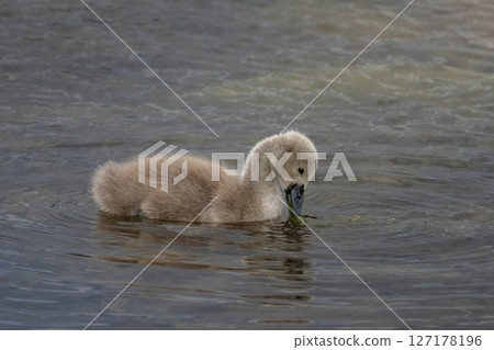 Beautiful young baby swan is swimming on a water. 127178196