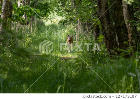 Wild roe deer in nature. Wild roe deer in nature. 127178197