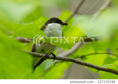A male flycatcher sits on a twig A male flycatcher sits on a twig 127178198