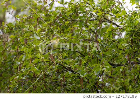 Cute little green songbird in wildlife. Cute little green songbird in wildlife. 127178199