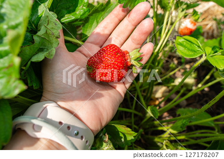 Close-up of a hand holding a ripe strawberry among green leaves and plants in a garden. The bright red fruit contrasts with the lush greenery, capturing a fresh harvest moment. 127178207