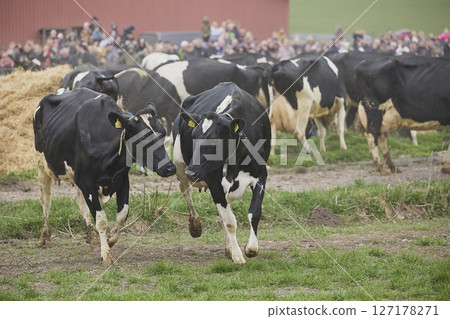 Cows enjoy pasture at an eco-farm in Denmark 127178271