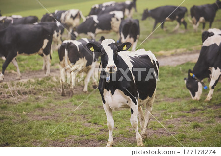 Cows enjoy pasture at an eco-farm in Denmark 127178274