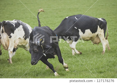 Cows enjoy pasture at an eco-farm in Denmark Cows enjoy pasture at an eco-farm in Denmark 127178276