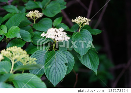 Kenponashi flower 127178334