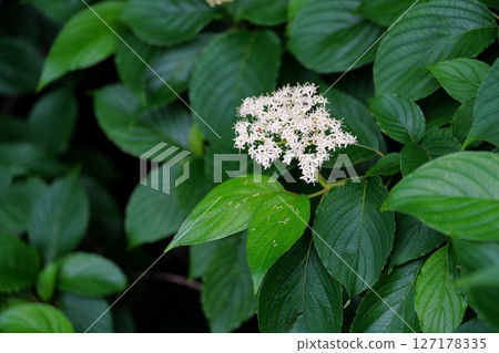 Kenponashi flower 127178335