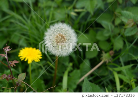 Dandelion flower and fluff 127178336