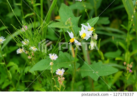 Flowers of Walnut Vi 127178337