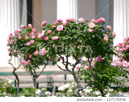 Pink hybrid tea rose bushes at the background of marble columns 127178436